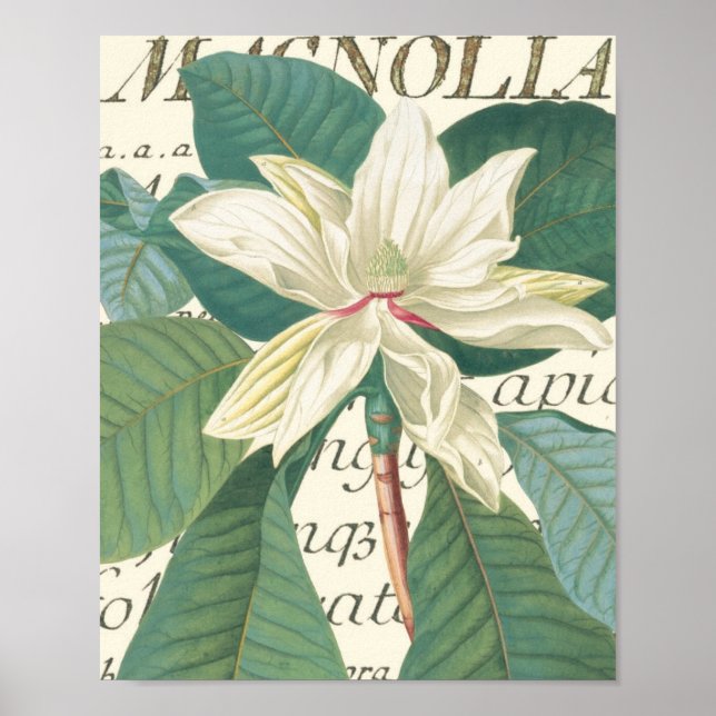 Affiches Magnolia avec détail calligraphique (Devant)