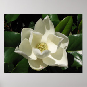 Affiches Magnolia Bloom