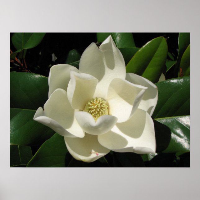 Affiches Magnolia Bloom (Devant)