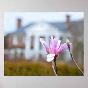 Affiches Magnolia Bloom à Boone Hall, Caroline du Sud