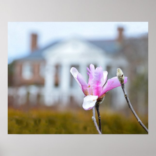 Affiches Magnolia Bloom à Boone Hall, Caroline du Sud (Devant)