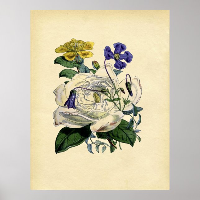 Affiches Magnolia botanique vintage (Devant)