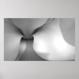 Affiches Magnolia Canvas