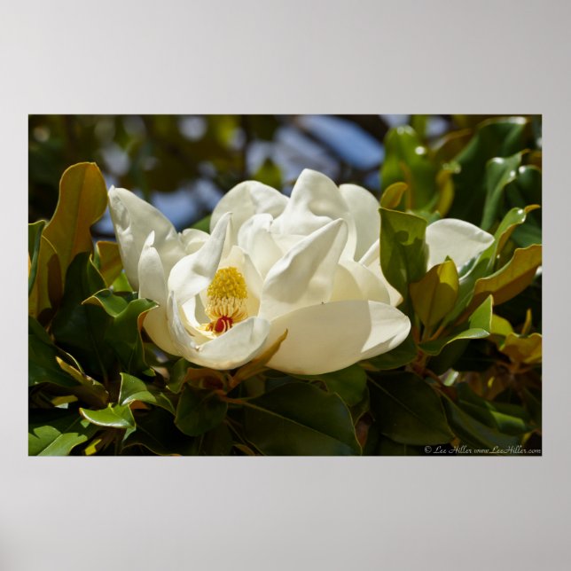 Affiches Magnolia du Sud fleurit dans l'affiche Feuille (Devant)