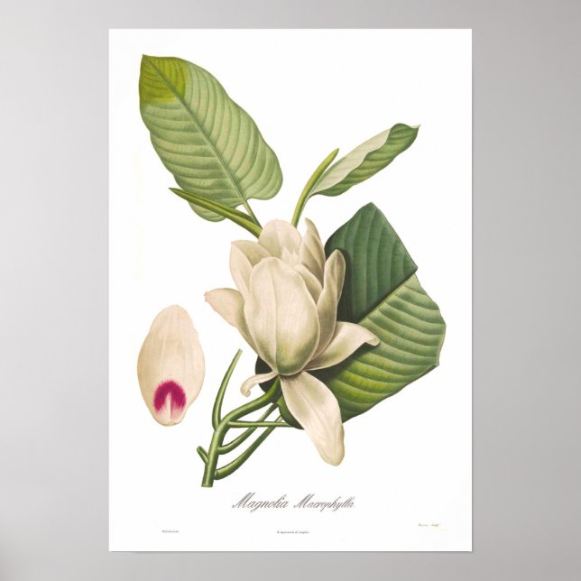 Affiches Magnolia macrophylla (Devant)