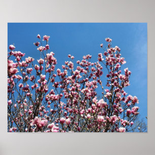 Affiches Magnolia rose printanière Fleurs Ciel bleu