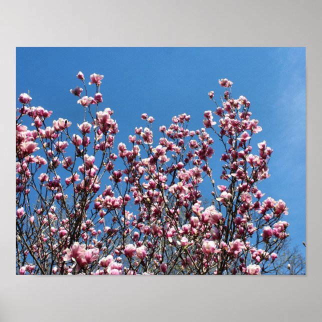 Affiches Magnolia rose printanière Fleurs Ciel bleu (Devant)