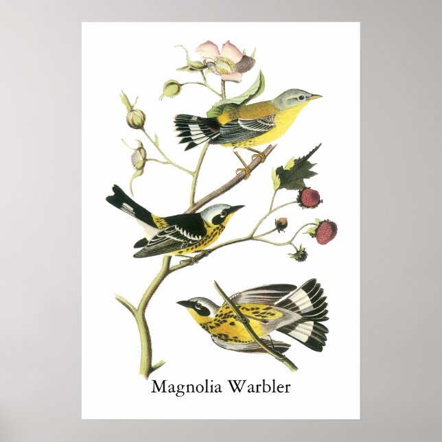 Affiches Magnolia Warbler, John Audubon (Devant)