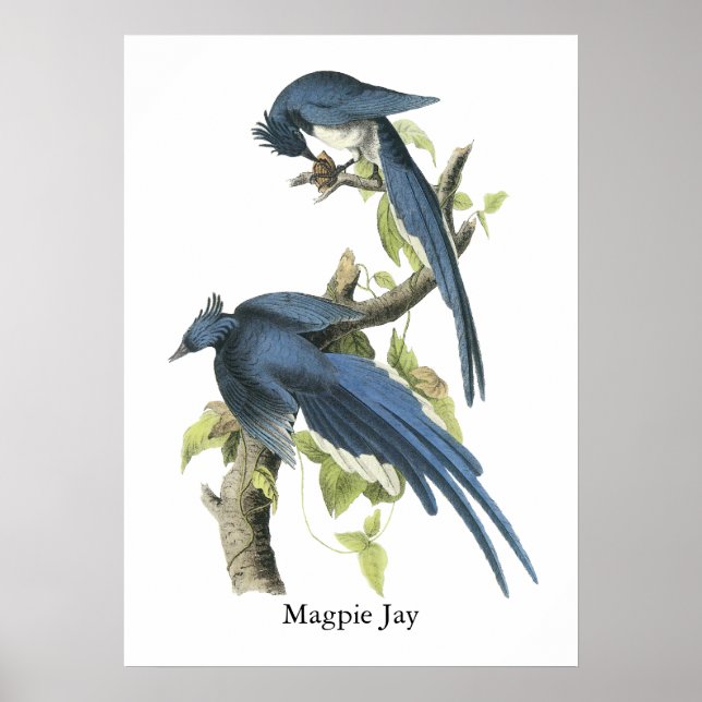 Affiches Magpie Jay, John Audubon (Devant)