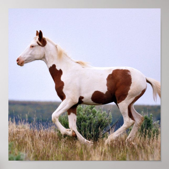 Affiches Maiden riant (Devant)