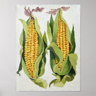 Affiches Maïs doux 2013