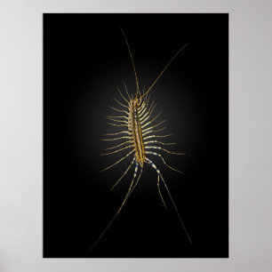 Affiches Maison Centipede Scutigera Coleoptrata