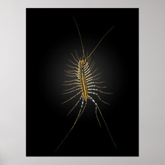 Affiches Maison Centipede Scutigera Coleoptrata