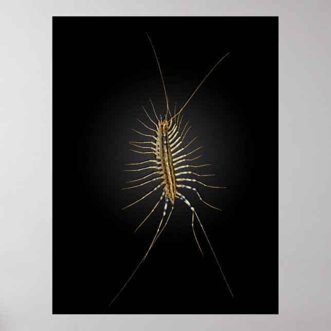 Affiches Maison Centipede Scutigera Coleoptrata (Devant)
