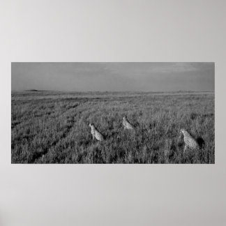 Affiches Maison des Trois Frères