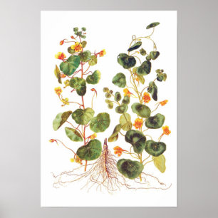 Affiches Majus de Tropaeolum