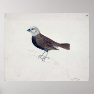 Affiches Malacca Crossbeak