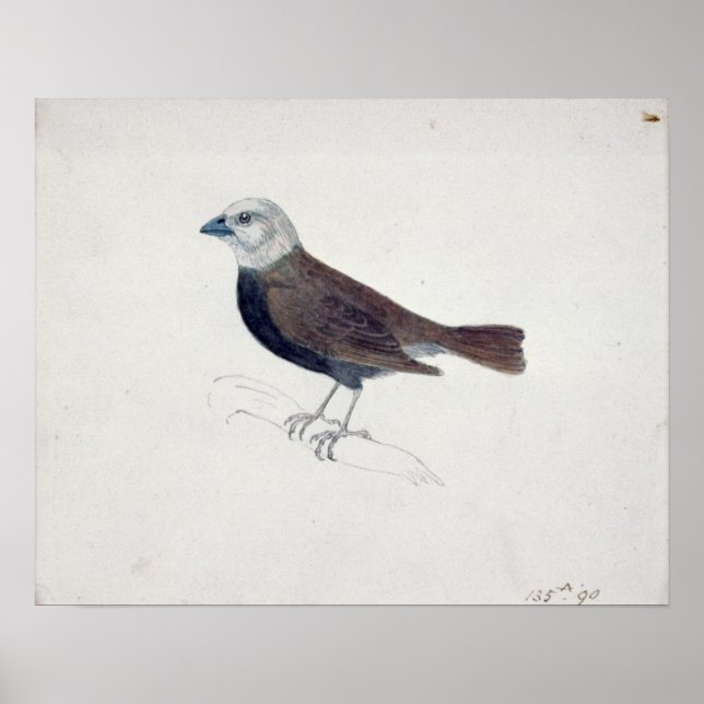 Affiches Malacca Crossbeak (Devant)