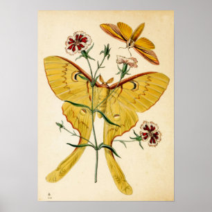 Affiches Malaisie Moon Moth & Chine Rose