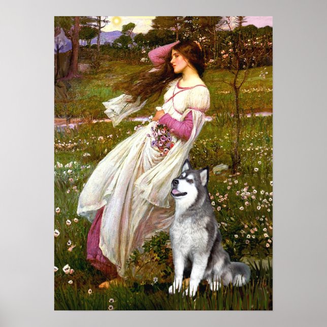 Affiches Malamute d'Alaska - Fleurs blanches (Devant)