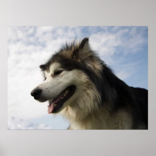 Affiches Malamutes d'Alaska