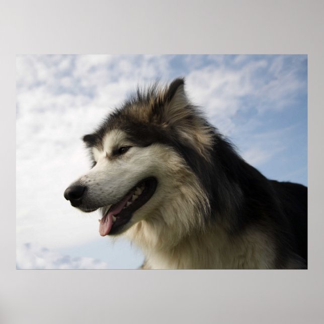 Affiches Malamutes d'Alaska (Devant)