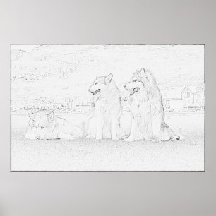 Affiches Malamutes d'Alaska