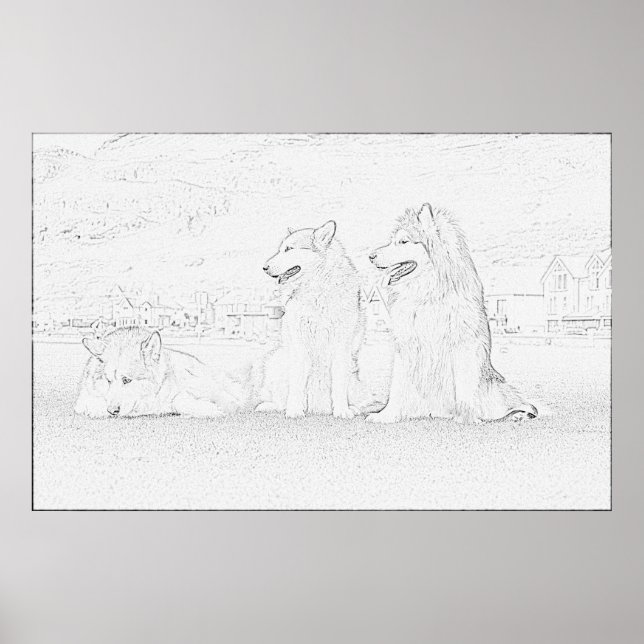 Affiches Malamutes d'Alaska (Devant)