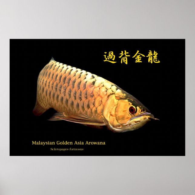 Affiches Malaysian Golden Arowana (Devant)