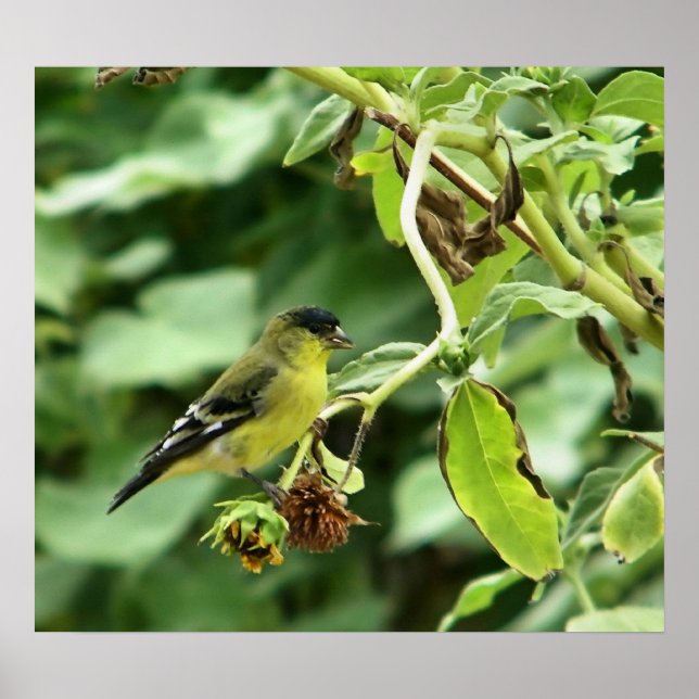 Affiches Male American Goldfinch (Devant)
