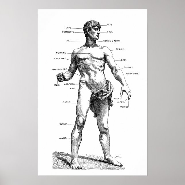 Affiches Male Anatomy - front (Devant)