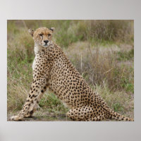mâle Cheetah, Acinonyx jubatus, Serengeti,