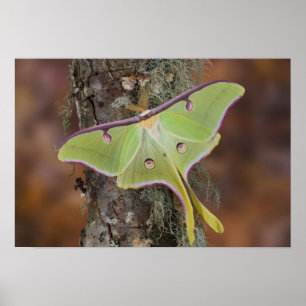 Affiches Male Luna Moth de soie nord-américaine