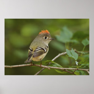 Affiches Male Ruby-crowned Kinglet, Regulus calendula