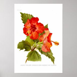 Affiches Malfre des araignées (Hibiscus)