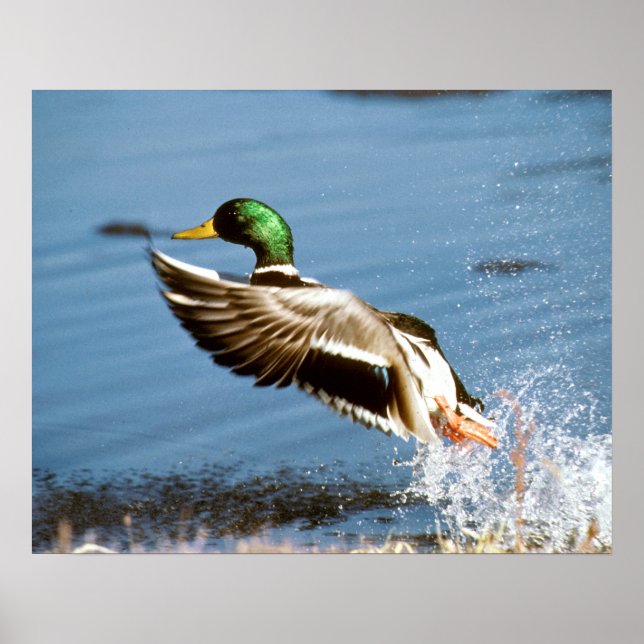 Affiches Mallard Drake (Devant)