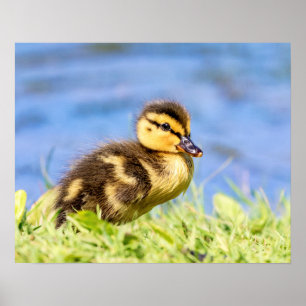 Affiches Mallard Duckling