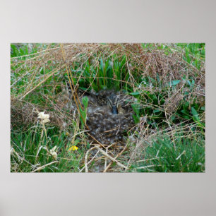 Affiches Mallard en incubation d'oeufs