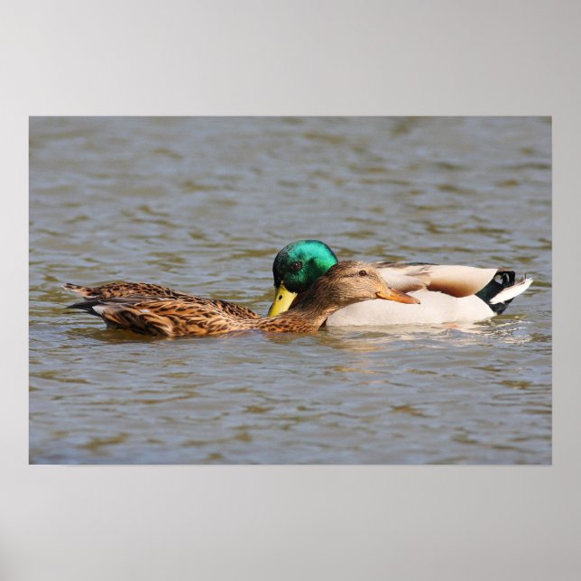 Affiches Mallards (Devant)