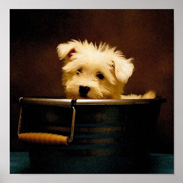 Affiches Maltais dans la baignoire (Devant)