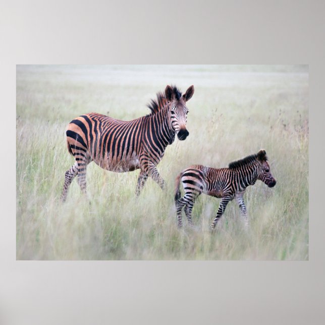 Affiches Maman et bébé Zebra (Devant)
