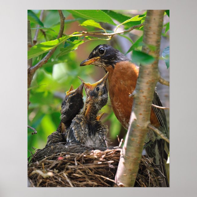 Affiches Maman et Robins de bébé (Devant)