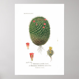 Affiches Mamillaria
