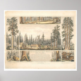 Affiches Mammoth Tree Grove (0976A)