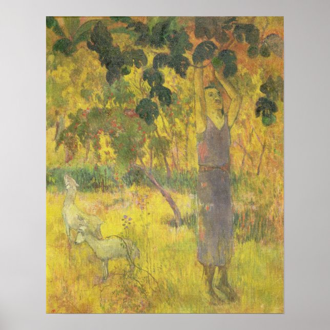 Affiches Man Picking Fruit from a Tree, 1897 (Devant)