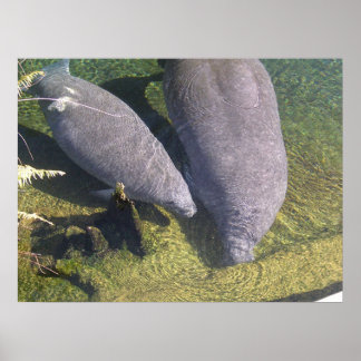 Affiches Manatees