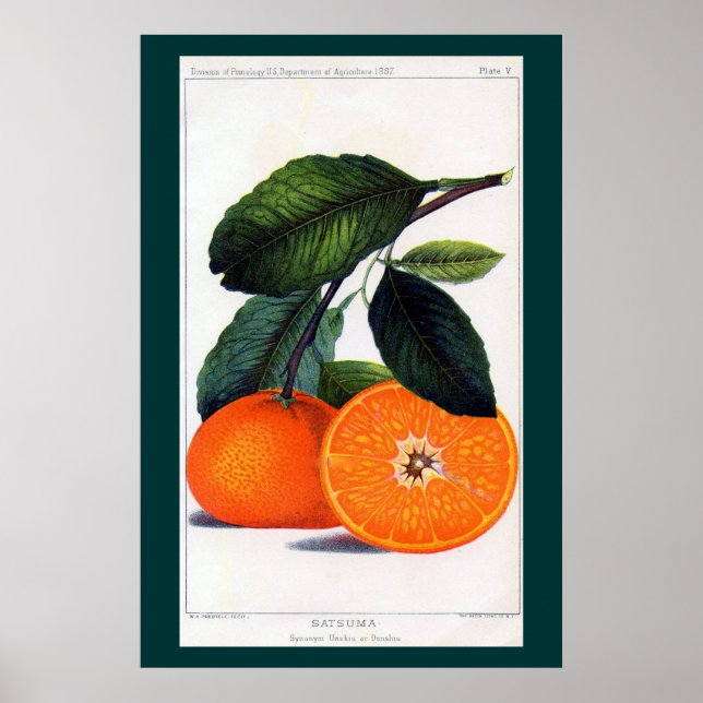 Affiches Mandarin Orange (Devant)
