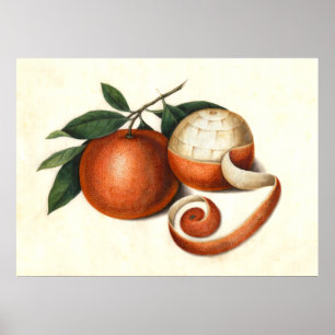 Affiches Mandarin Oranges Antique Chinese Painting
