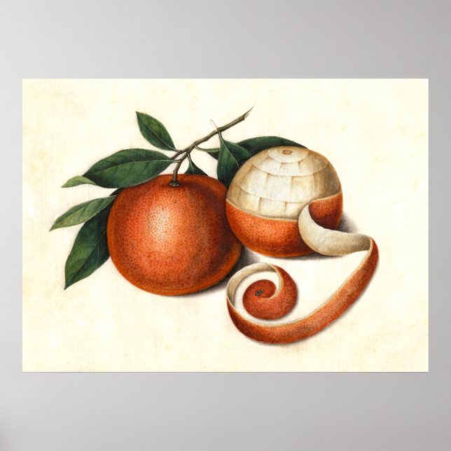 Affiches Mandarin Oranges Antique Chinese Painting (Devant)