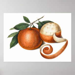 Affiches Mandarin Oranges Antique Chinese Painting